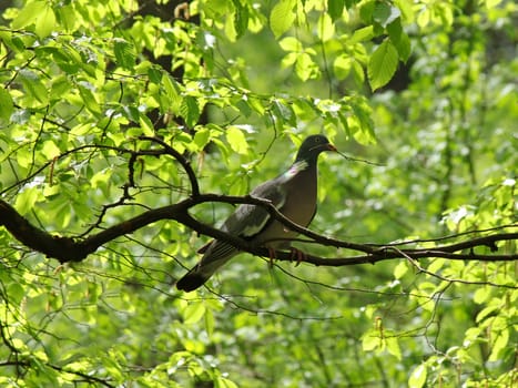 Common Wood Pigeon on branch of tree
