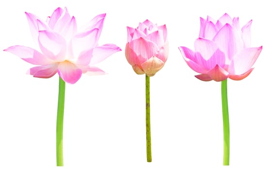 Beautiful lotus(Single lotus flower isolated on white background)