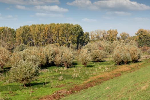 nature landscape forest autumn season