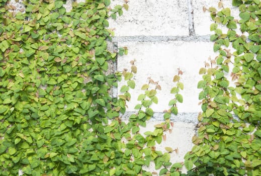 The Green Creeper Plant on the Wall