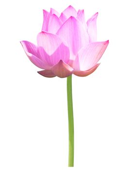 Beautiful lotus(Single lotus flower isolated on white background)