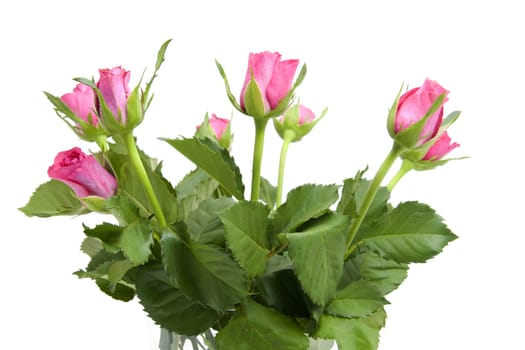 Bouquet of pink roses over white background