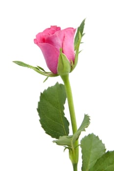 One pink rose isolated on white background