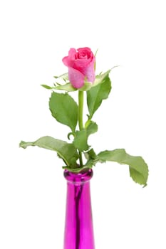 Pink rose in vase over white background