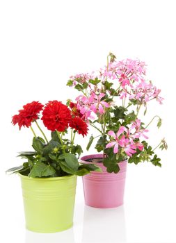 Dahlia and Geranium flowers in pot over white background