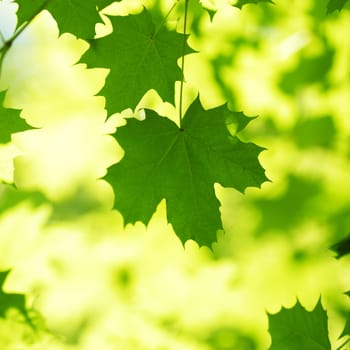 Beautiful leaves of maple close-up at sunny day