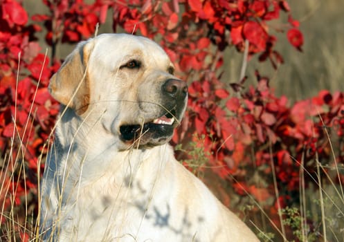 yellow labrador in the park in autumn portrait