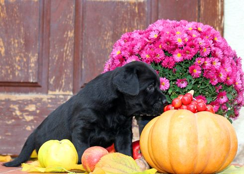 black labrador puppy sitting in autumn with leaves