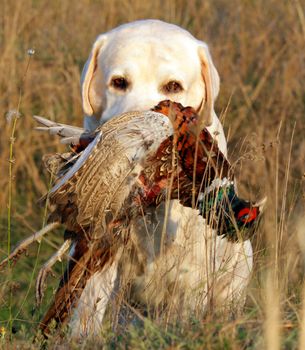 portrait of hunting yellow labrador with pheasant