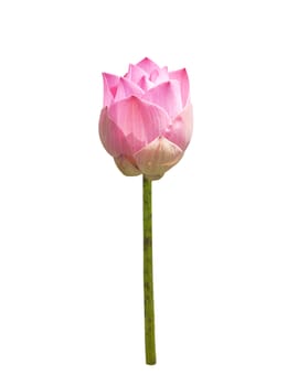 Beautiful lotus(Single lotus flower isolated on white background)