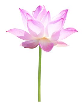 Beautiful lotus(Single lotus flower isolated on white background)