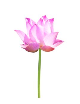 Beautiful lotus(Single lotus flower isolated on white background)