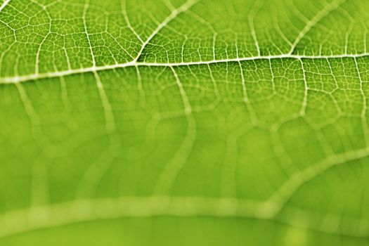 Fresh dreen leaf texture macro close-up