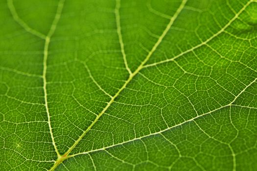Fresh dreen leaf texture macro close-up