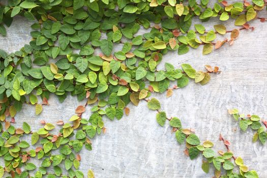 The Green Creeper Plant on the Wall