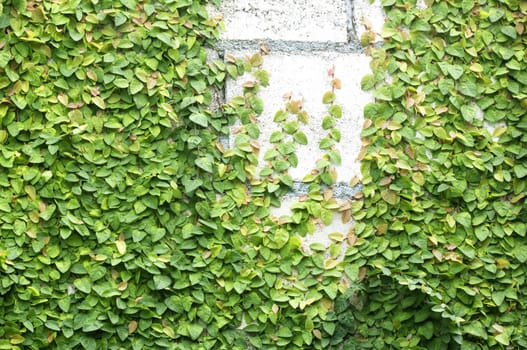 The Green Creeper Plant on the Wall