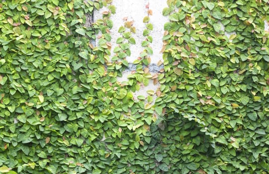 The Green Creeper Plant on the Wall