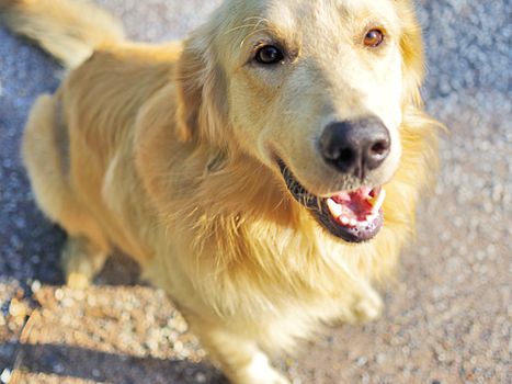 Cute dog smile, Golden retriever