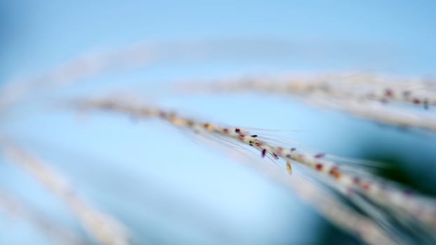 Abstract close up grass flower, Nature background
