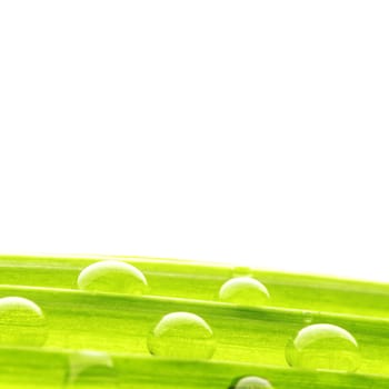 Water drops on the green grass blade isolated on white background