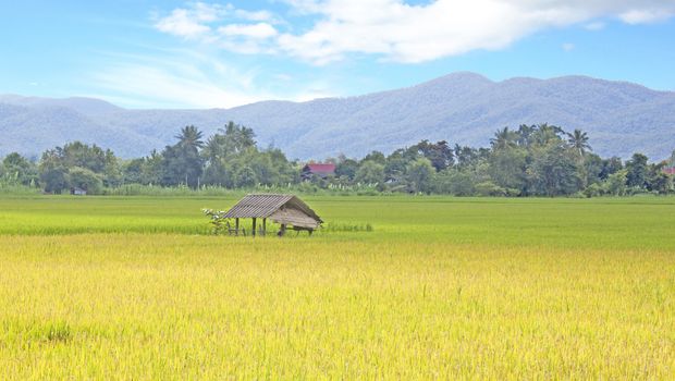 Paddy field of yellow rice harvest season.