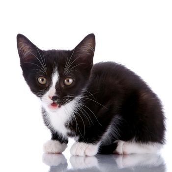 Black and white kitten. Curious kitten. Kitten on a white background. Small predator.