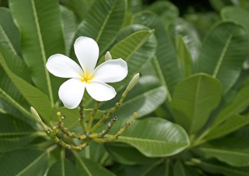 Close up of frangipani flower or Leelawadee flower on the tree.