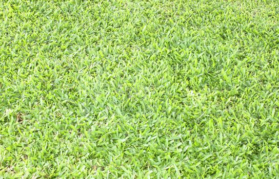 Golf course green grass background.