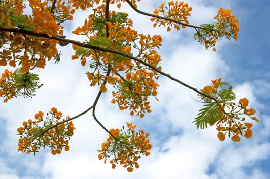 Flowers yellow leaves on the sky with clouds.