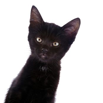 Black small kitten. Kitten on a white background. Small predator.