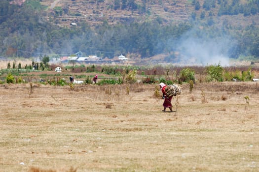 DIENG PLATEAU, INDONESIA - SEP 12: Old female farmworker carries firewood on Sep 12, 2012  in Dieng Plateau, Java, Indonesia. It is agriculture area located on the floor of volcanic complex.