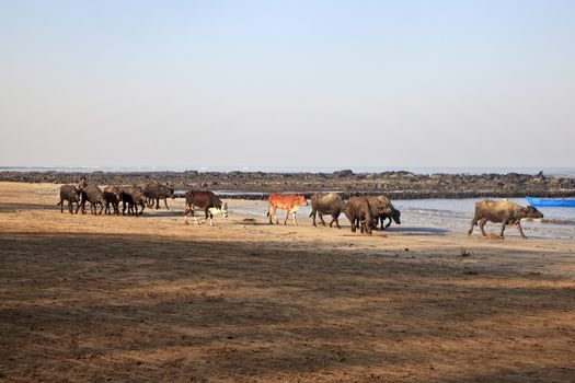 Color horizontal panoramic view of herd of buffaloes and cows at the Manori beach in Bombay, India. Blue skies, calm Arabian Sea and still wind, lovely