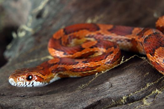 a picture of a beautiful corn snake