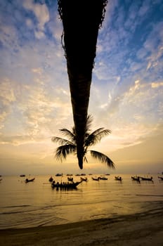 Sunset with palm and longtail boats on tropical beach. Ko Tao island, Thailand