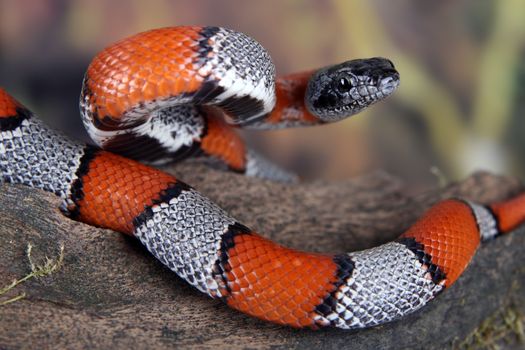 a picture of a beautiful coral snake