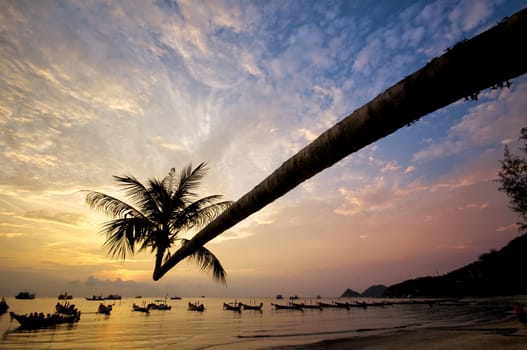 Sunset with palm and longtail boats on tropical beach. Ko Tao island, Thailand