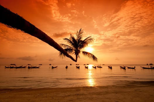 Sunset with palm and longtail boats on tropical beach. Ko Tao island, Thailand