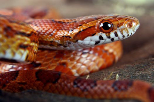 a picture of a beautiful corn snake