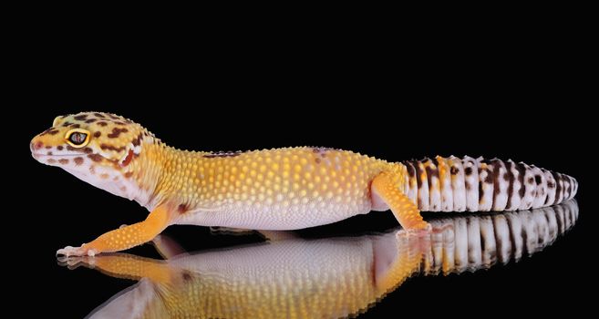 picture of a beautiful leopard gecko