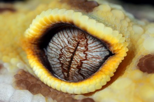 a macro of the eye of a leopard gecko