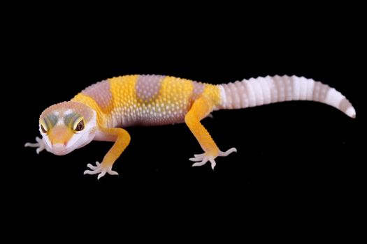 leopard gecko eublepharis macularius