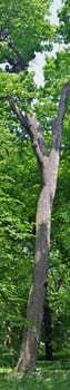 Vertical panorama of the high tree. Late spring season.