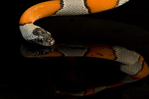 a great snake orange and grey