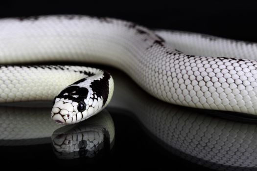 picture of a white snake