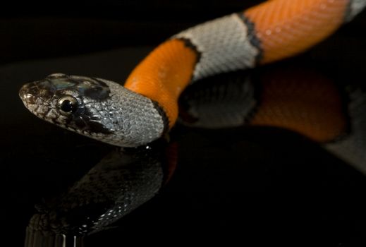 a coral snake over a mirror