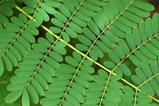 Abstract Background Texture Of Small Bracken Leaves