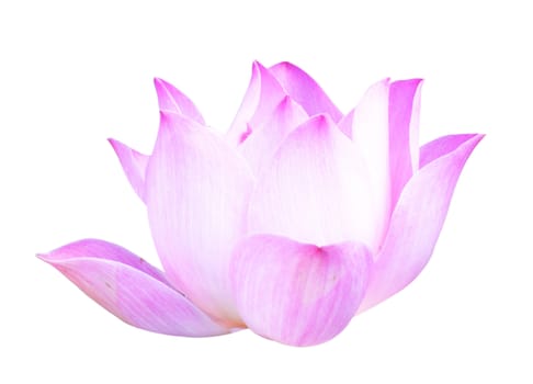 Beautiful lotus(Single lotus flower isolated on white background)