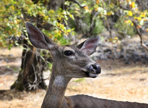 Doe, detailed portrait isolated on forest background California. Yosemite National Park