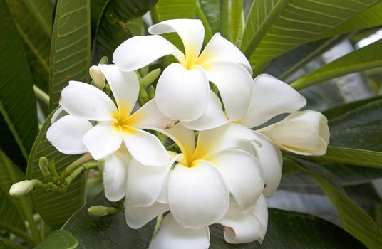 Balinese flower blooming fresh green summer nature.