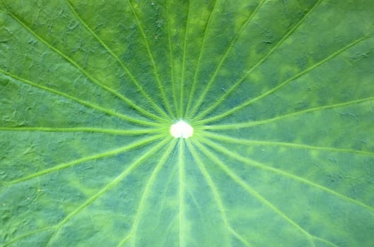 Lotus Leaf Background of green leaves natural.